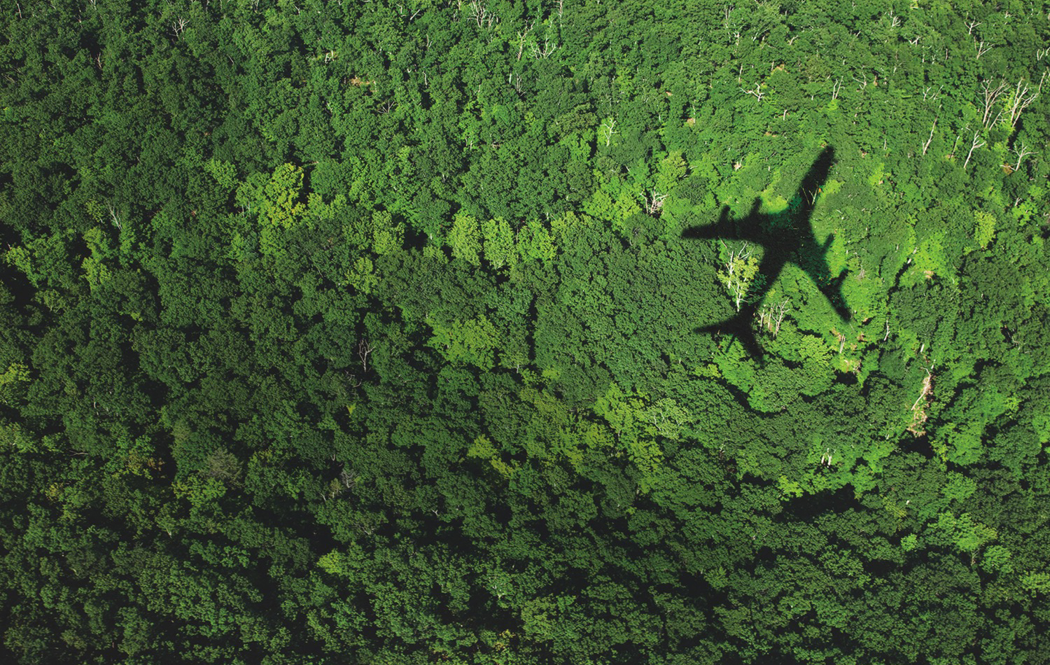 Shadow of airplane over forest