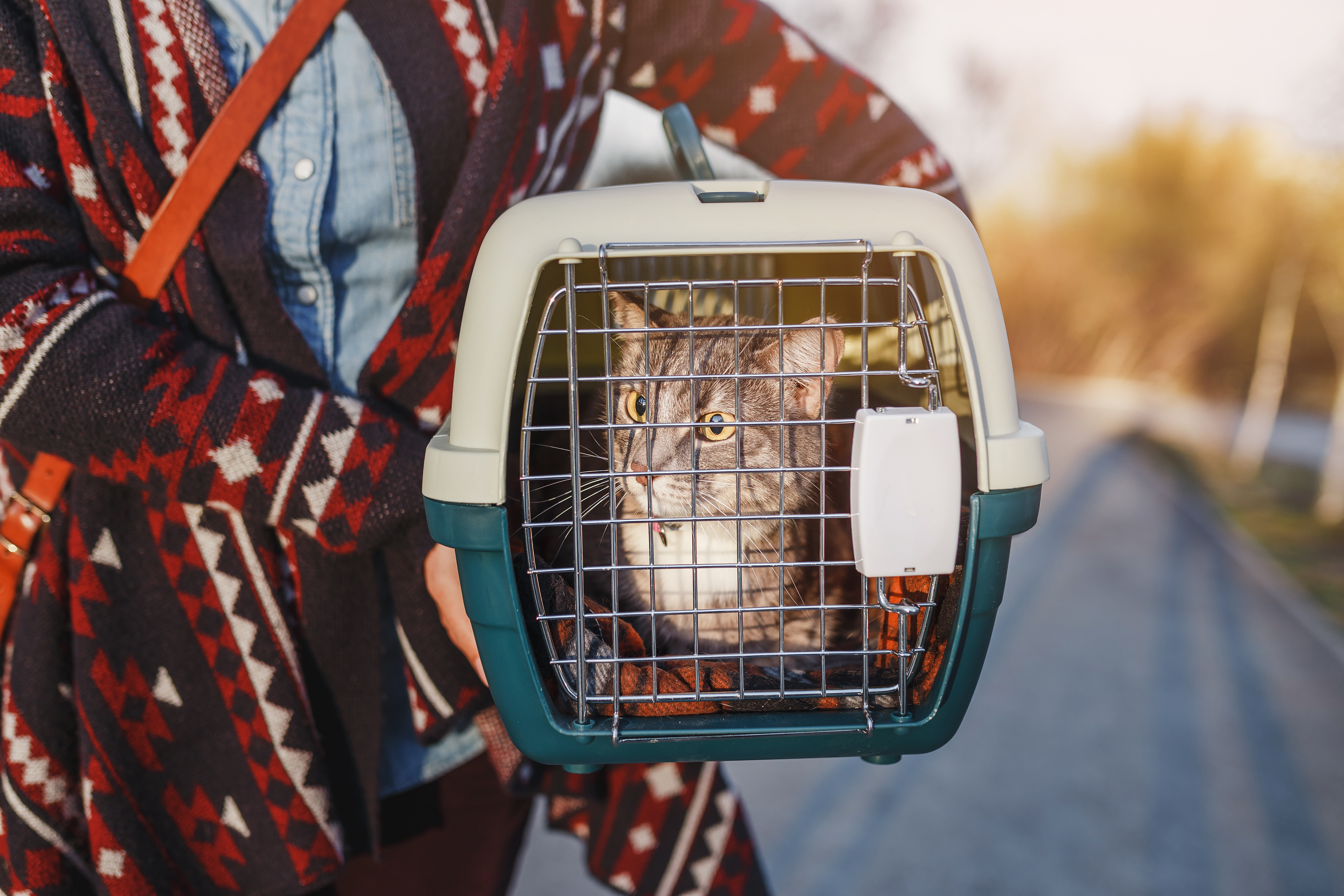 Cat in plastic crate outdoors