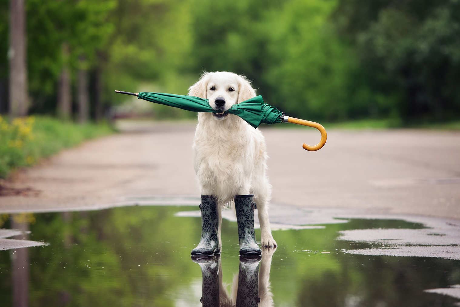 Dog standing in a puddle with an umbrella in its mouth