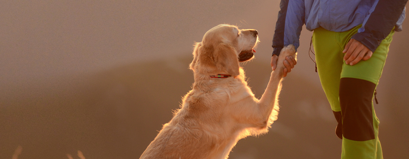 Man holding the paw of a dog