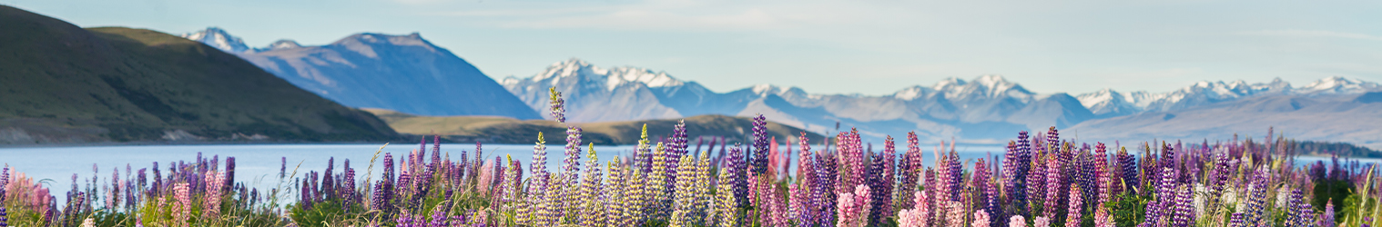 Lavender field in New Zealand