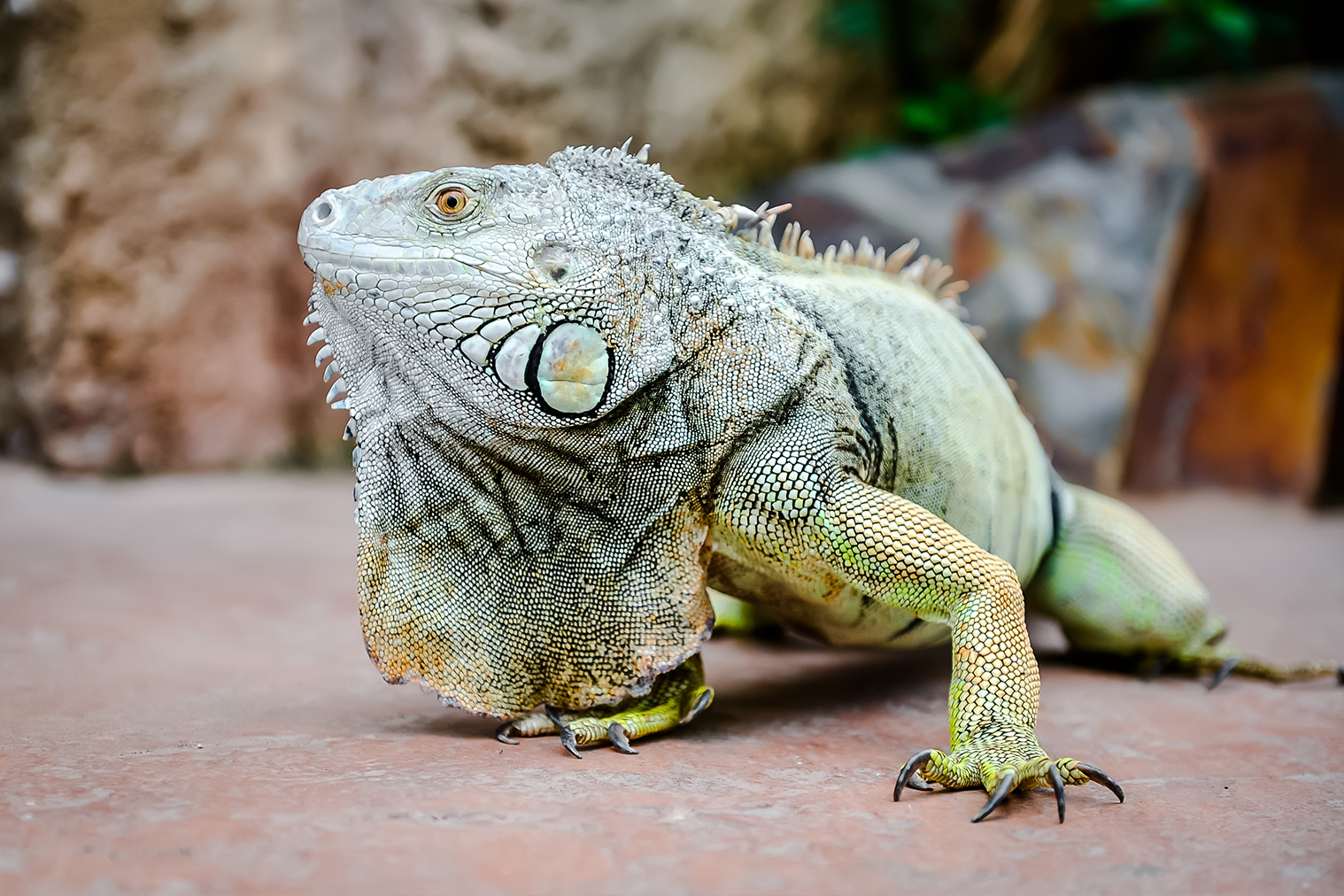 Reptile on ground