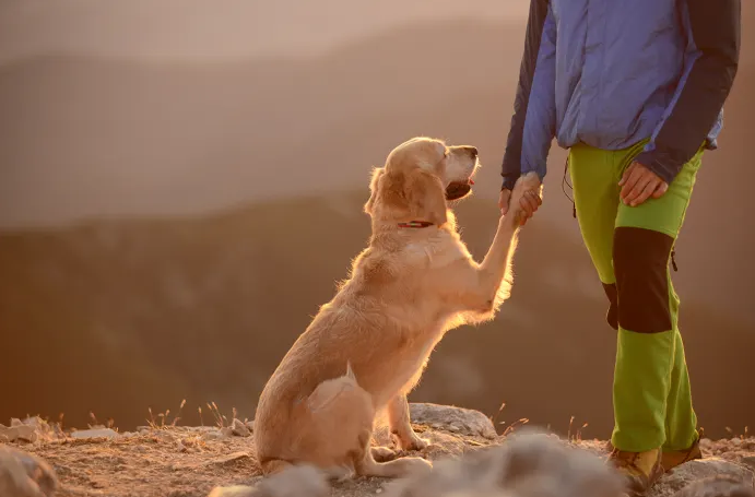 Dog shaking paw with man