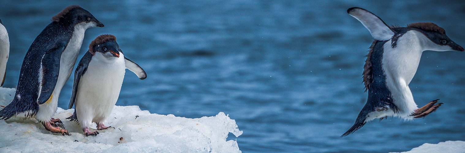 Penguins jumping between two ice floes