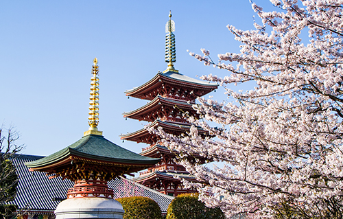 Cherry blossoms of Japan